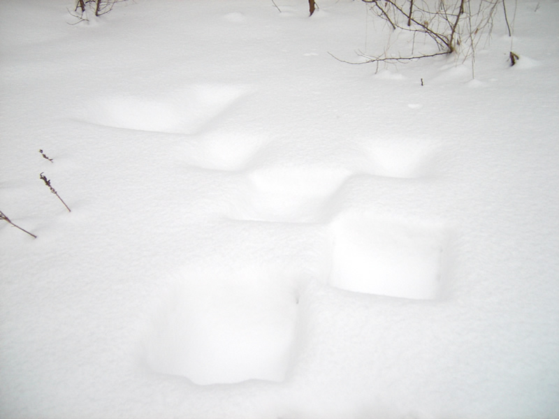 雪の庭は降雪によって風景が変化する。